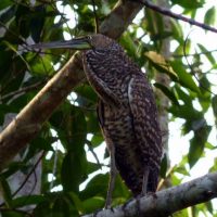 Bare-Throated-Tiger-Heron