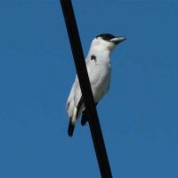 Belize_Bird