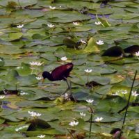 Belize's-Bird