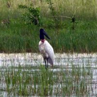 Bird-in-Belize