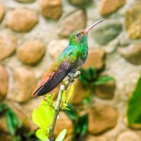 Bird_of_Belize