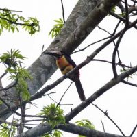 Collared_Aracari_Toucan