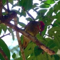 Golden_Olive_Woodpecker