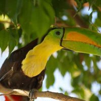 Keel_Billed_Toucan