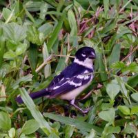 White_Collared_Seed_Eater