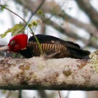 WoodPecker