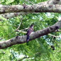 Yellow_Billed_Cuckoo