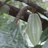 Cacao-fruit