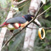 Collard-Aracari1