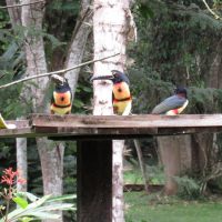 Collard-Aracari2