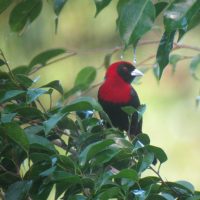 Crimson-Collared-Tanager