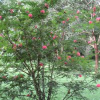 Flowering-tree