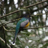 Gartered-Trogon