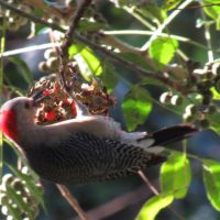 Golden-Fronted-Woodpecker