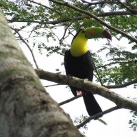 Keel-Billed-Toucan