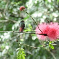 Rofous-Taild-Humming-bird