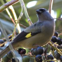 Yellow-wing-tanager